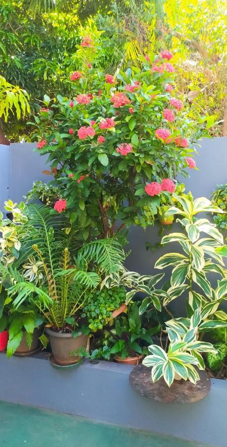 Miguel Departamentos 1 Apartment Puerto Iguazu Ngoại thất bức ảnh